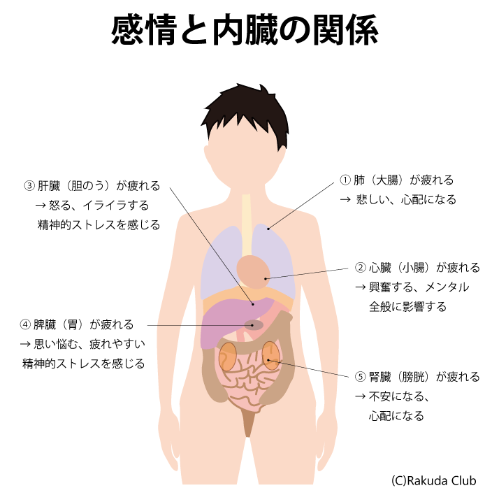 感情と内臓の関係